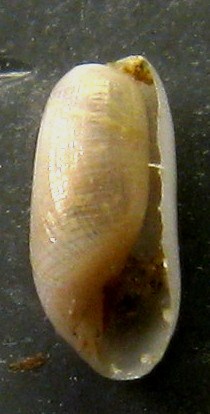 Cylichnina cfr. crebrisculpta